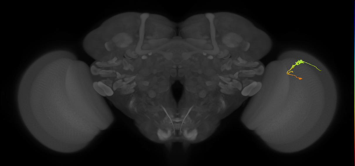 C3_R (JRC_OpticLobe:76722)