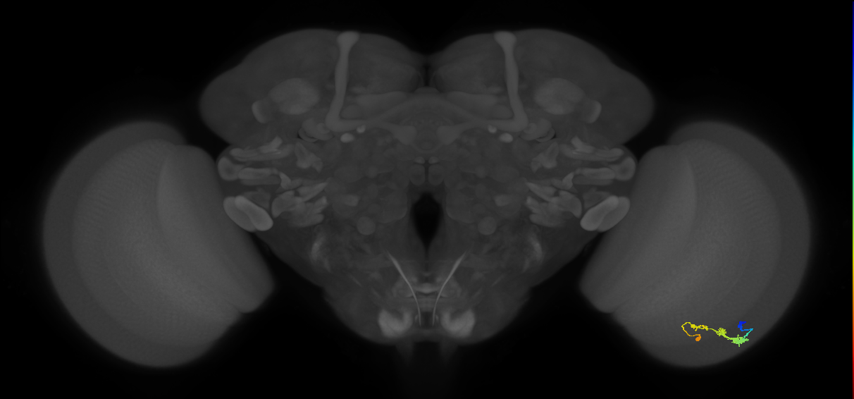 C3_R (JRC_OpticLobe:42667)