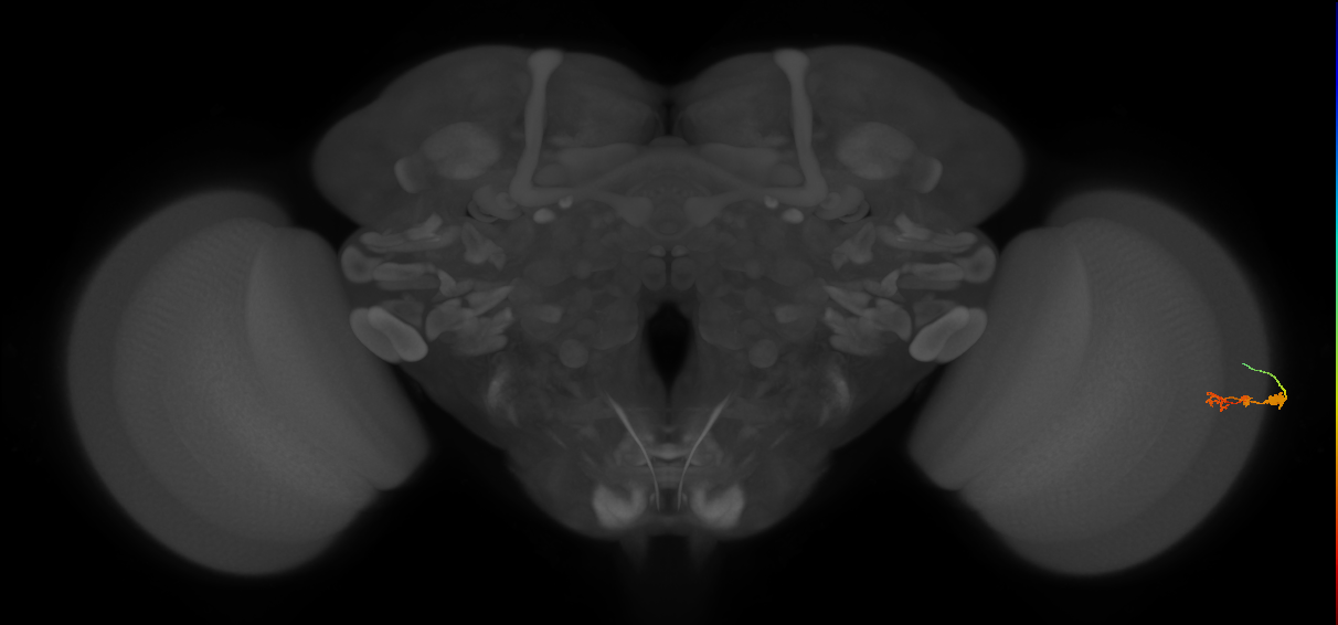 C3_R (JRC_OpticLobe:66064)