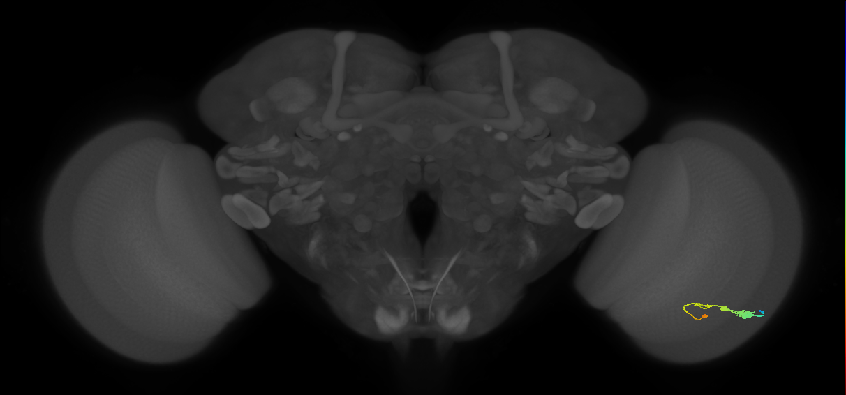 C3_R (JRC_OpticLobe:53436)
