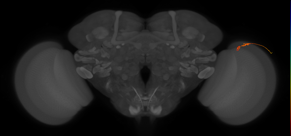 C3_R (JRC_OpticLobe:102886)
