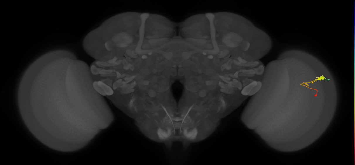 C3_R (JRC_OpticLobe:59484)