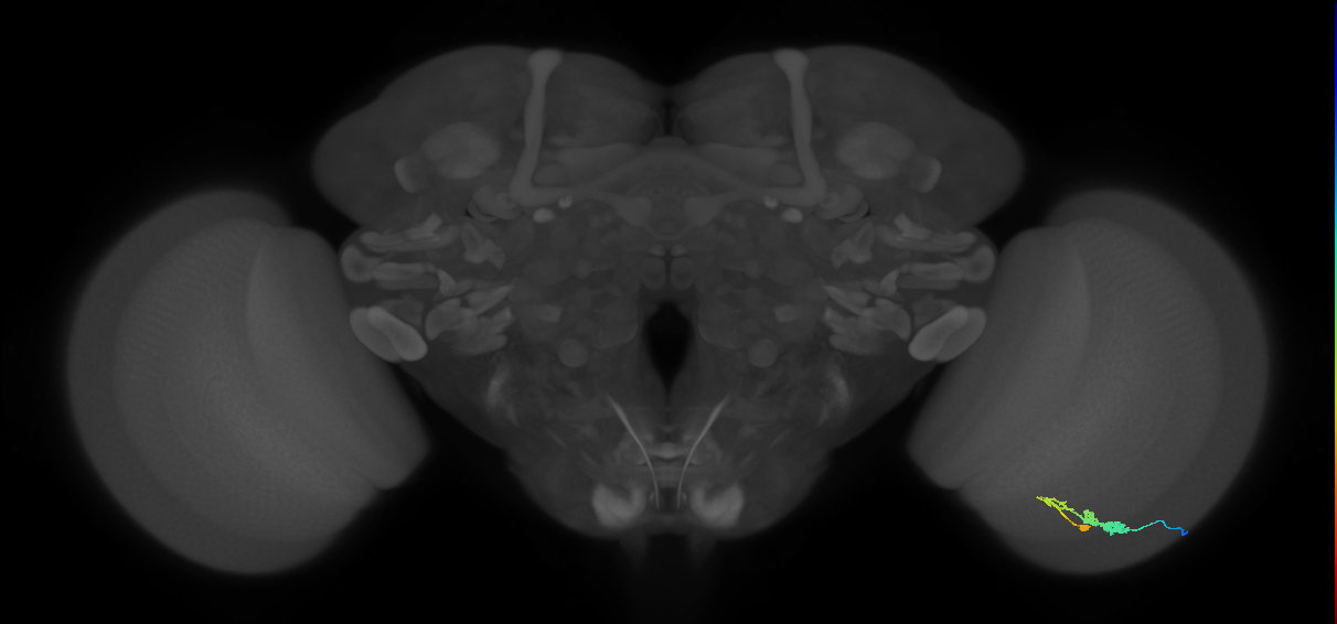 C3_R (JRC_OpticLobe:52788)