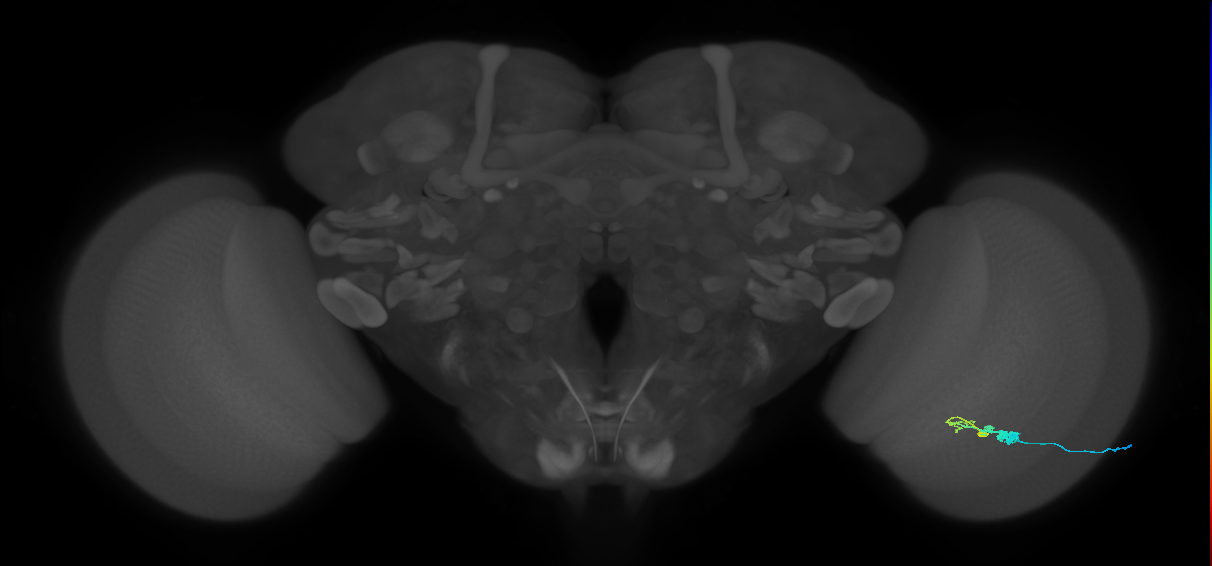 C3_R (JRC_OpticLobe:53092)