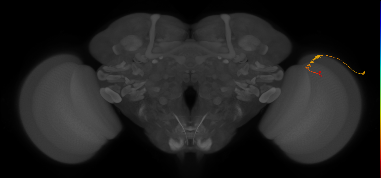 C3_R (JRC_OpticLobe:70680)