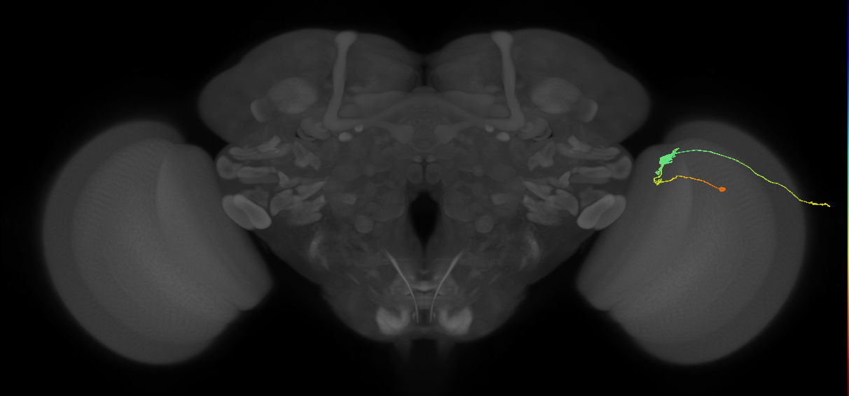 C3_R (JRC_OpticLobe:71465)