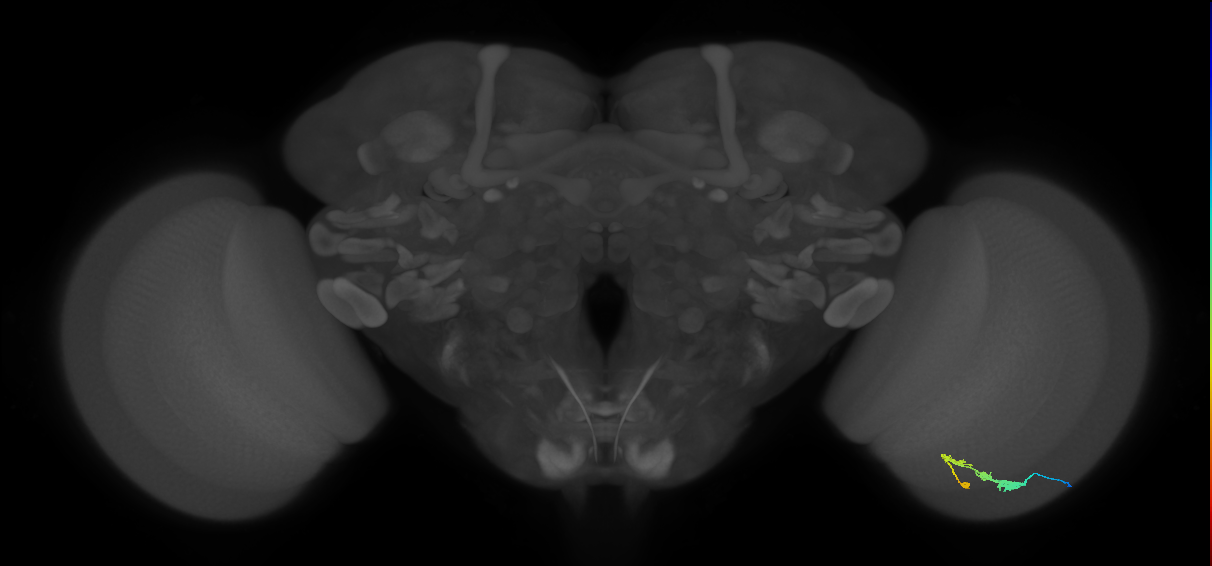 C3_R (JRC_OpticLobe:57685)