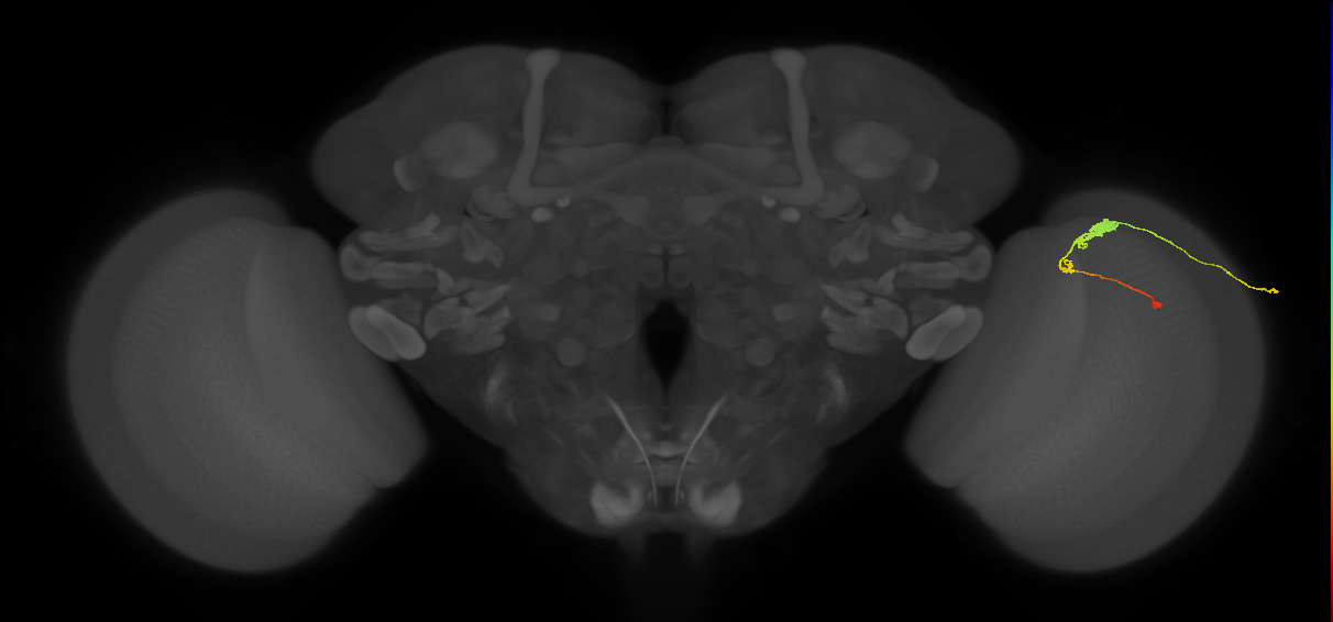 C3_R (JRC_OpticLobe:55647)
