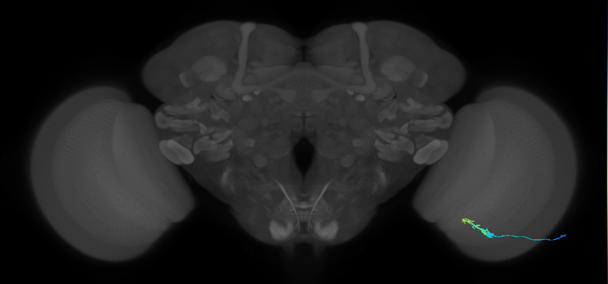 C3_R (JRC_OpticLobe:58008)