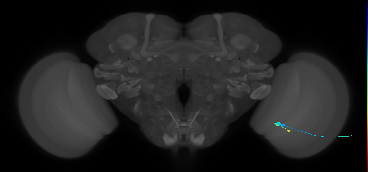 C3_R (JRC_OpticLobe:73473)