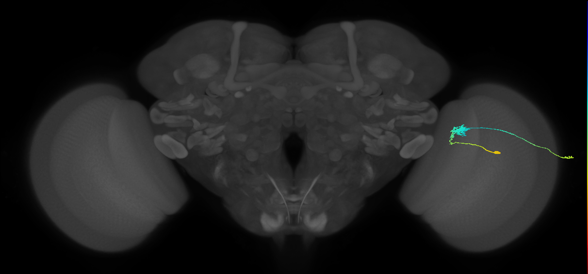 C3_R (JRC_OpticLobe:60550)