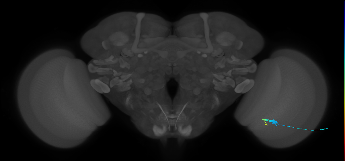 C3_R (JRC_OpticLobe:77511)