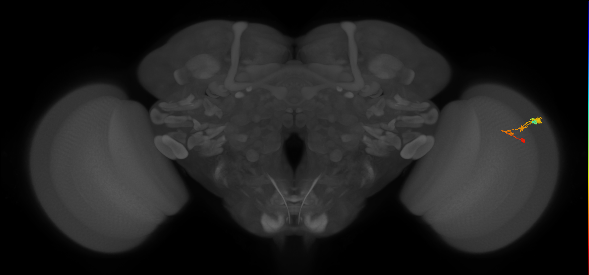 C3_R (JRC_OpticLobe:65319)