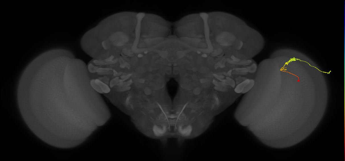 C3_R (JRC_OpticLobe:53518)