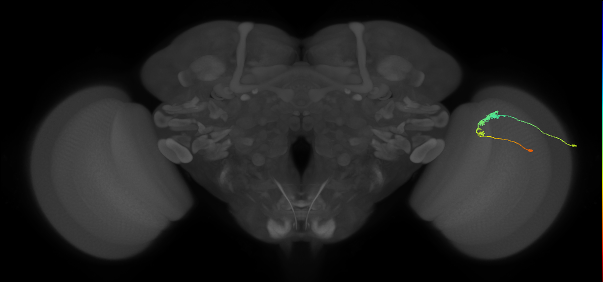 C3_R (JRC_OpticLobe:55337)