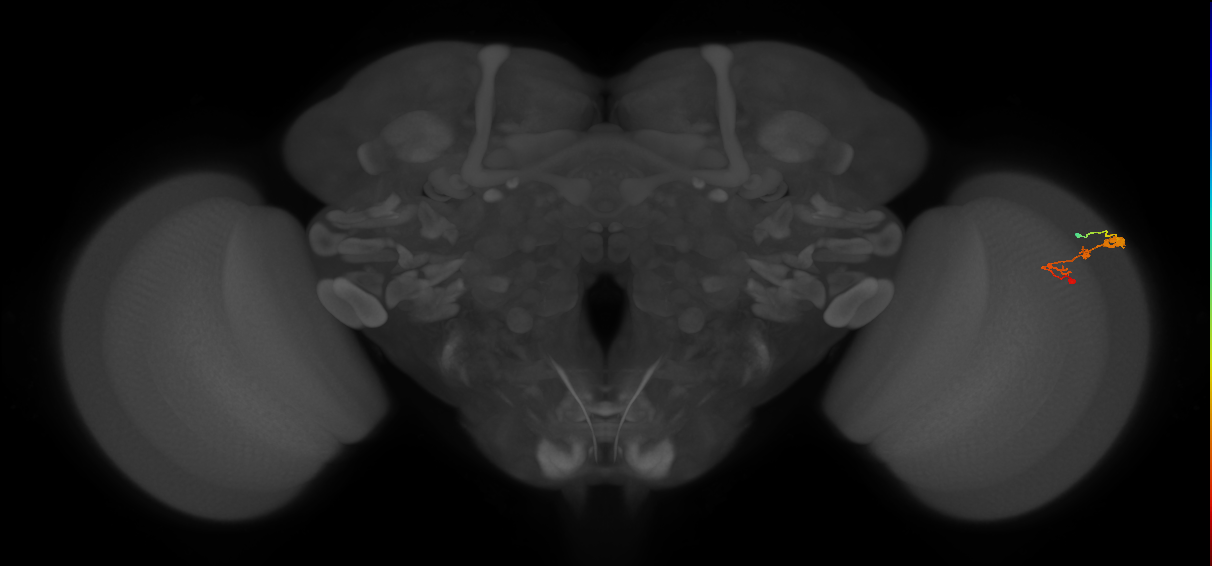 C3_R (JRC_OpticLobe:57819)