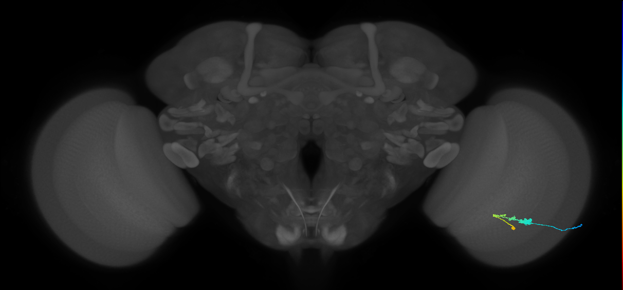 C3_R (JRC_OpticLobe:64397)