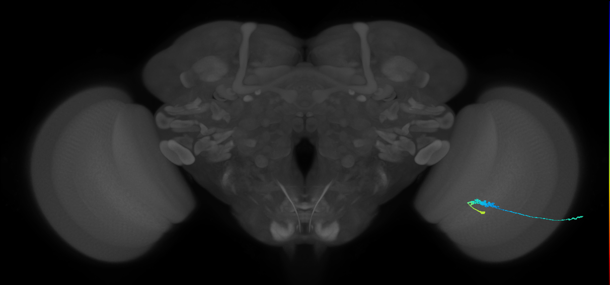 C3_R (JRC_OpticLobe:73791)