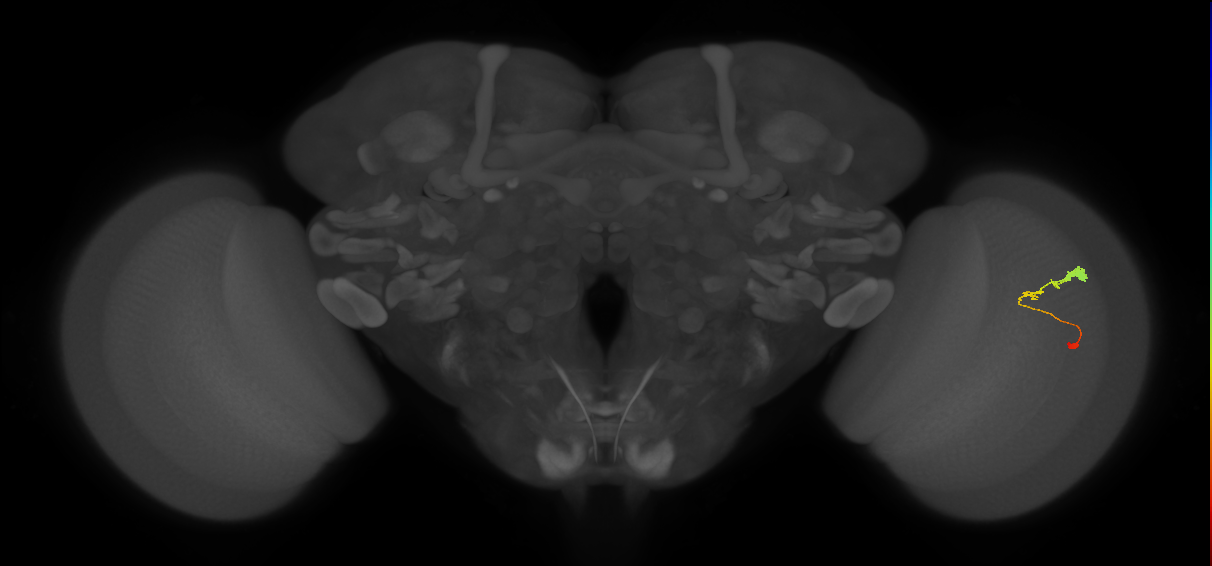 C3_R (JRC_OpticLobe:62358)