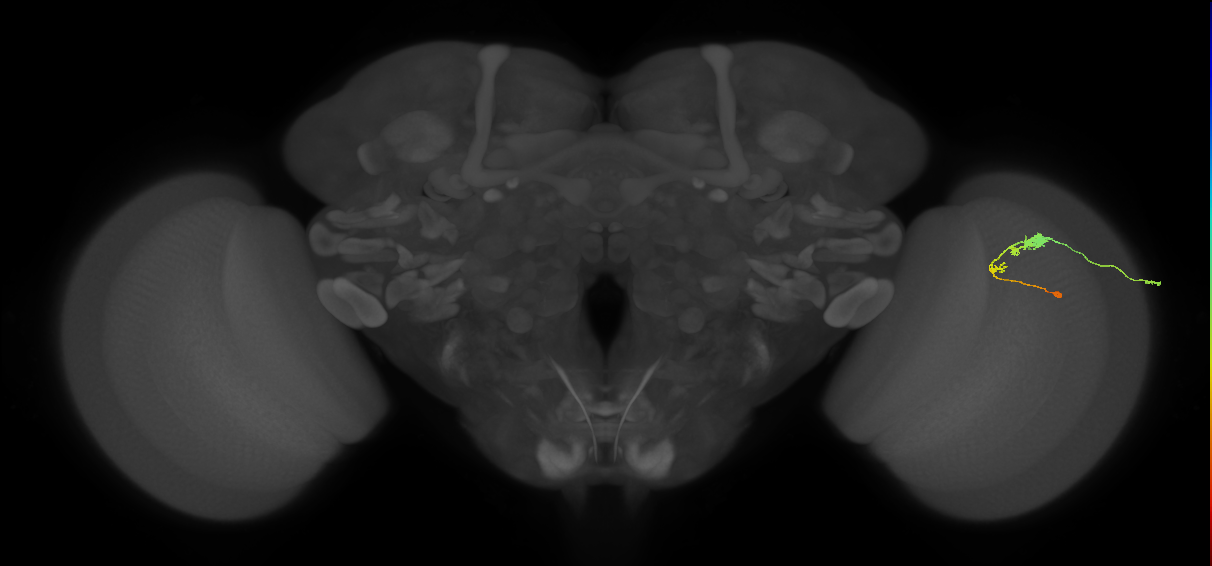 C3_R (JRC_OpticLobe:66094)