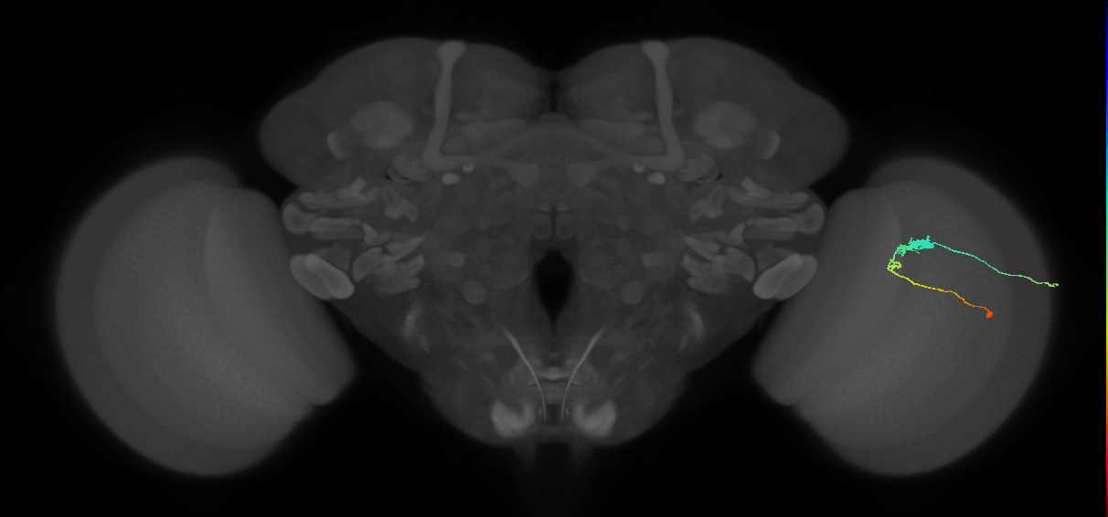 C3_R (JRC_OpticLobe:55028)