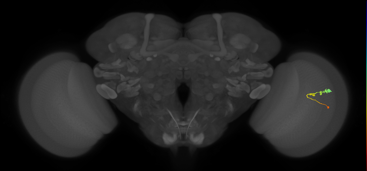 C3_R (JRC_OpticLobe:61170)