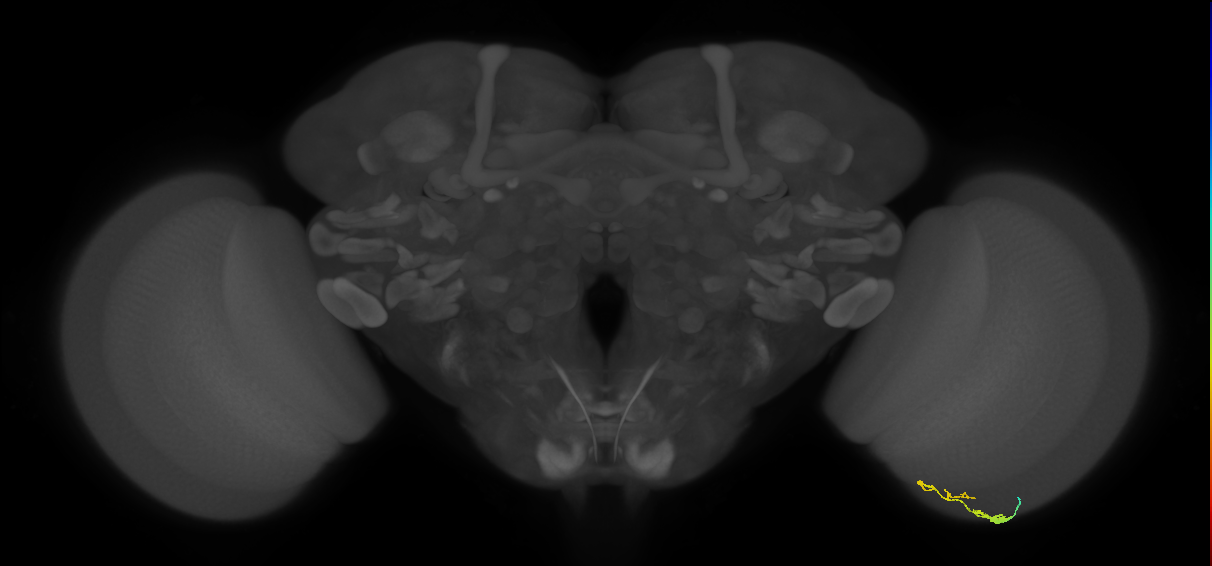 C3_R (JRC_OpticLobe:93665)