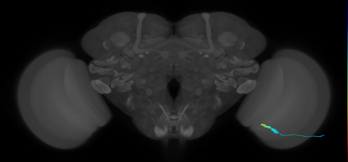 C3_R (JRC_OpticLobe:57621)