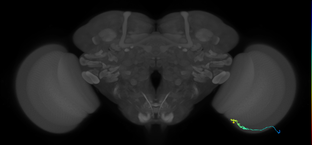 C3_R (JRC_OpticLobe:78238)