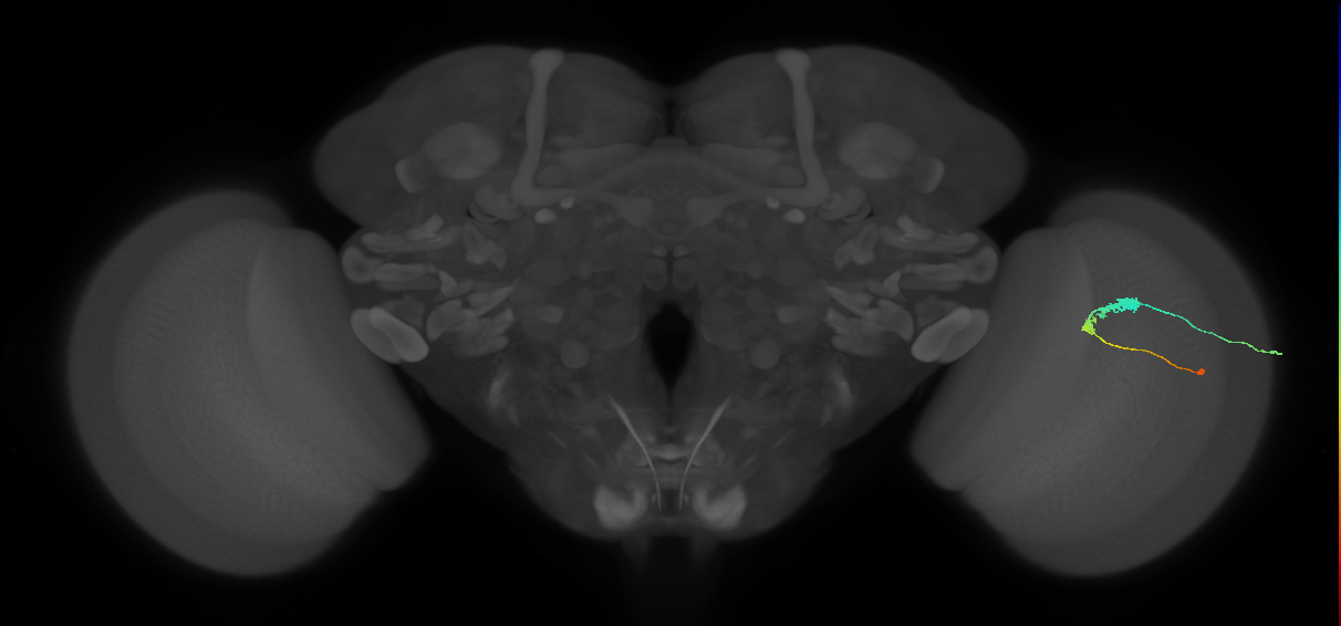 C3_R (JRC_OpticLobe:57635)
