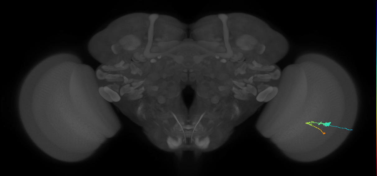 C3_R (JRC_OpticLobe:56518)