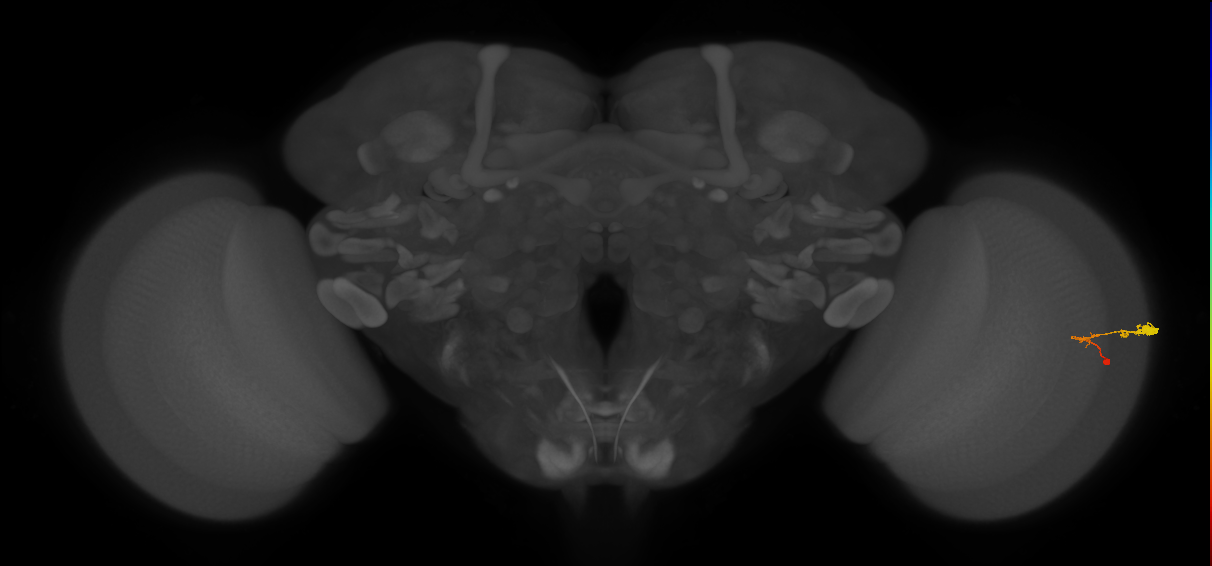 C3_R (JRC_OpticLobe:63584)