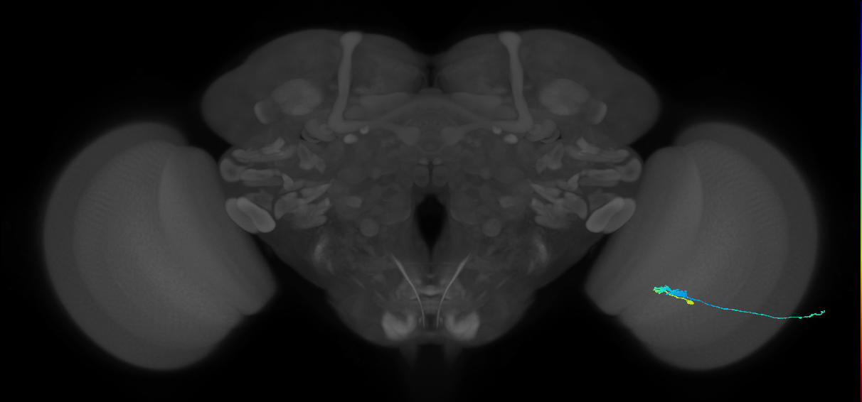 C3_R (JRC_OpticLobe:73467)