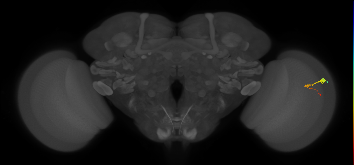 C3_R (JRC_OpticLobe:60281)