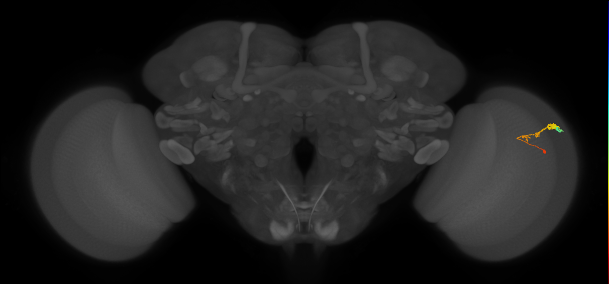C3_R (JRC_OpticLobe:51117)