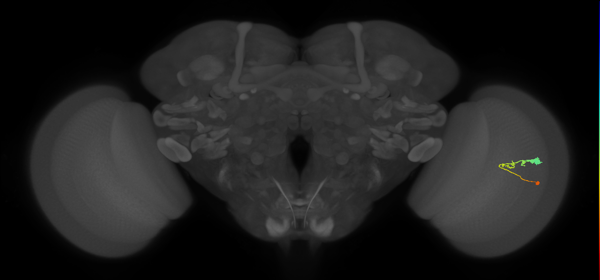 C3_R (JRC_OpticLobe:54816)