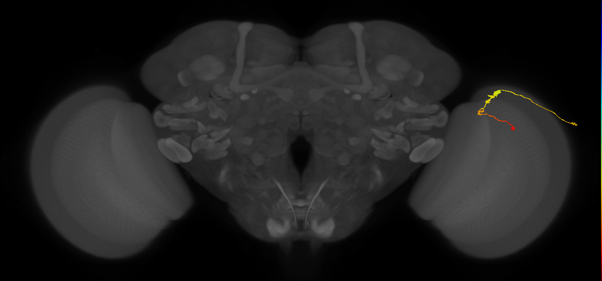 C3_R (JRC_OpticLobe:63857)