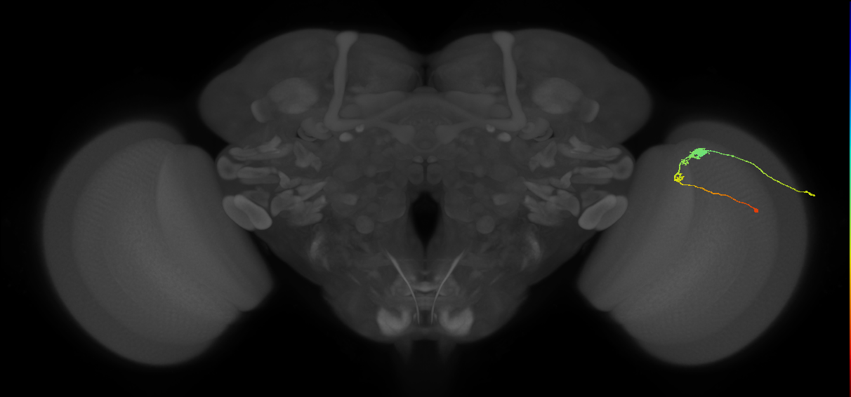 C3_R (JRC_OpticLobe:62886)