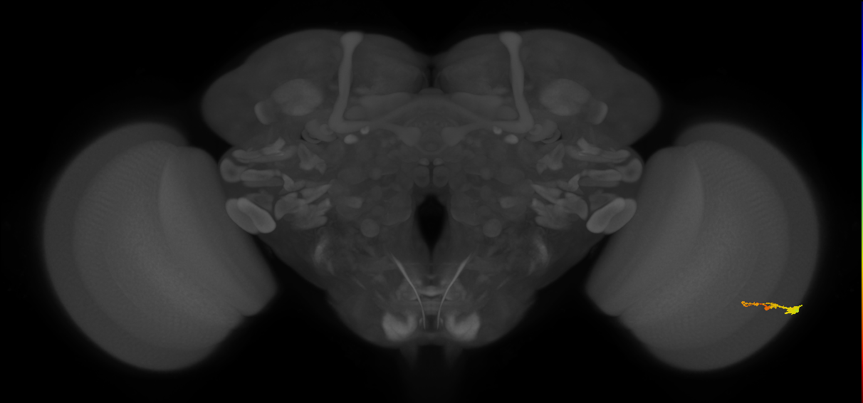 C3_R (JRC_OpticLobe:57186)