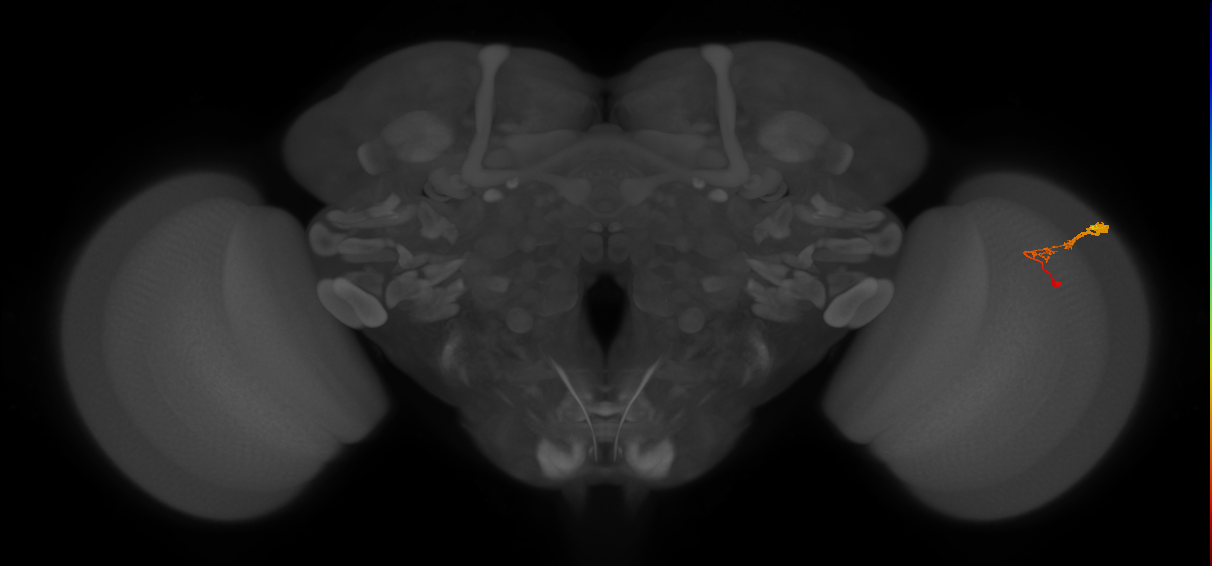C3_R (JRC_OpticLobe:59826)