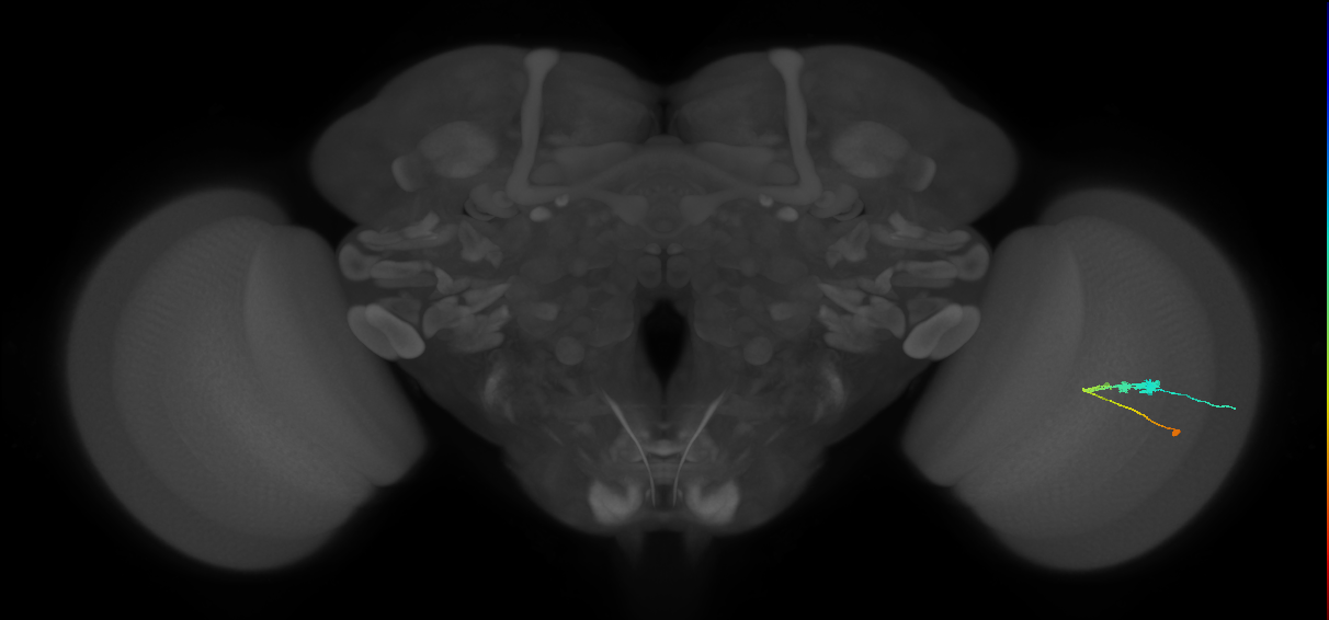 C3_R (JRC_OpticLobe:54200)