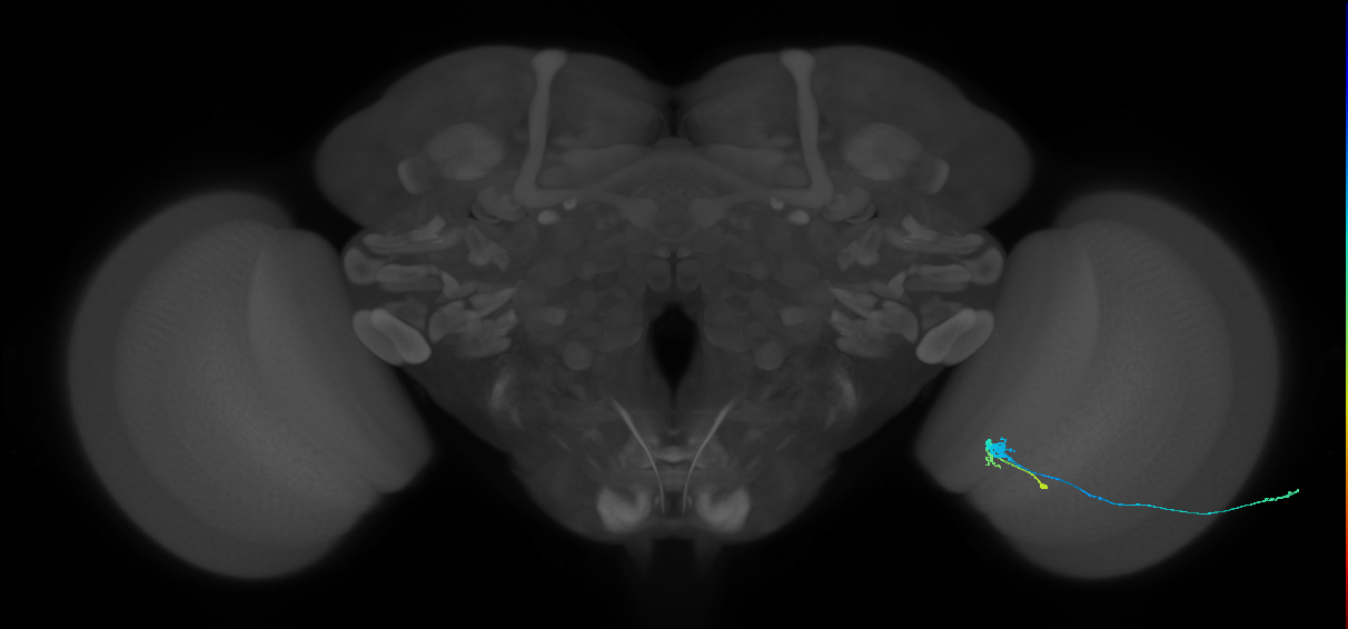 C3_R (JRC_OpticLobe:86120)