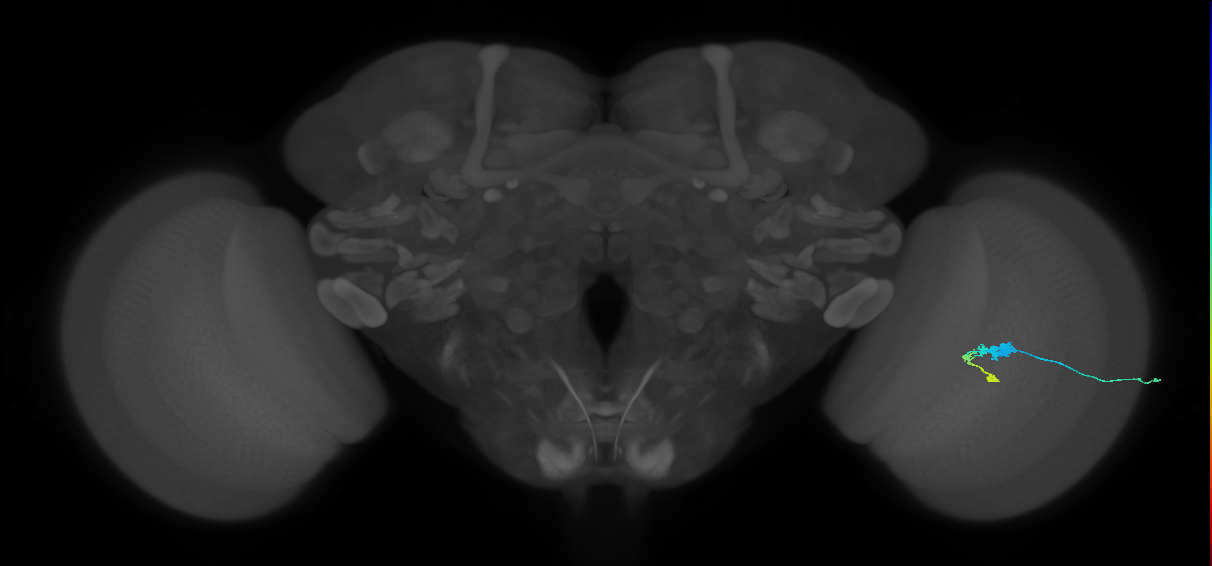 C3_R (JRC_OpticLobe:54336)