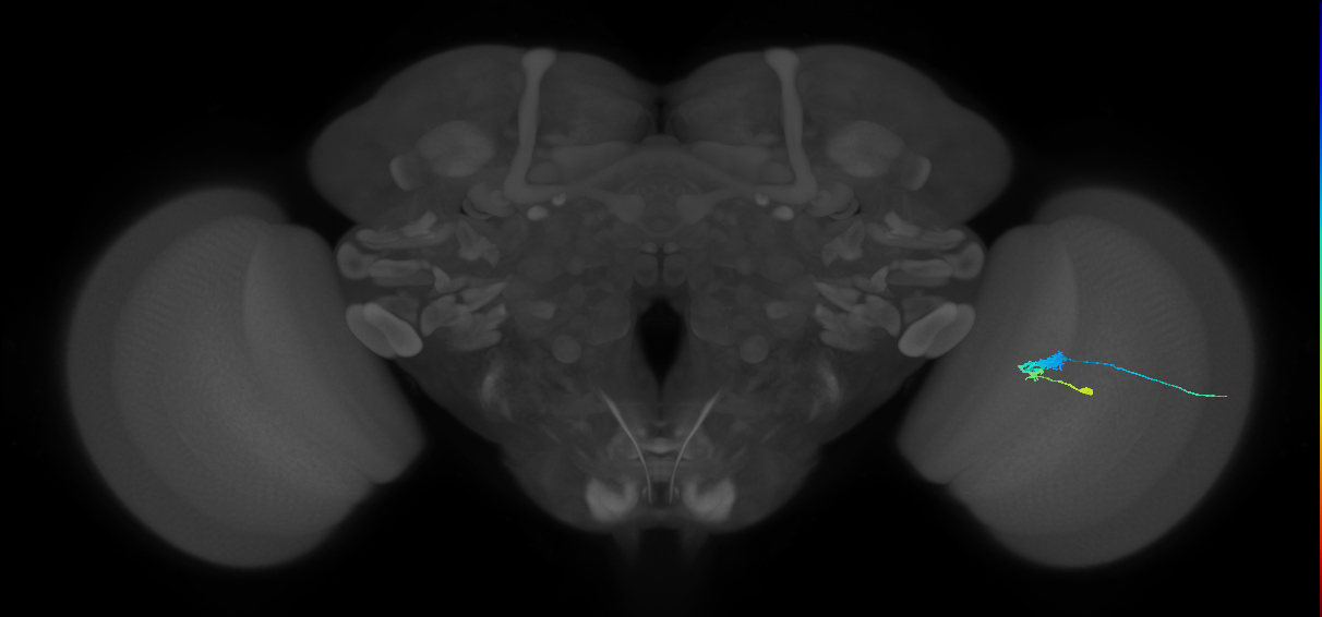 C3_R (JRC_OpticLobe:58994)