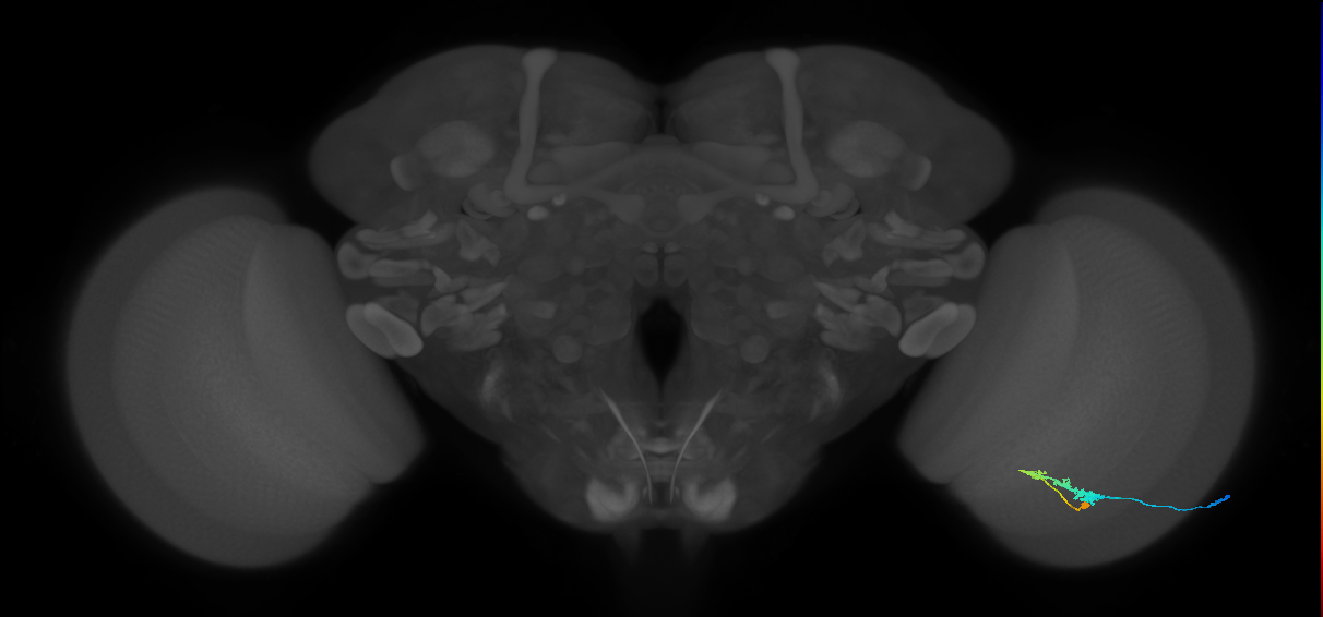 C3_R (JRC_OpticLobe:46498)