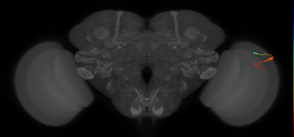 C3_R (JRC_OpticLobe:58728)