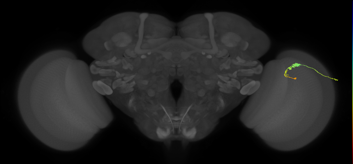 C3_R (JRC_OpticLobe:63274)
