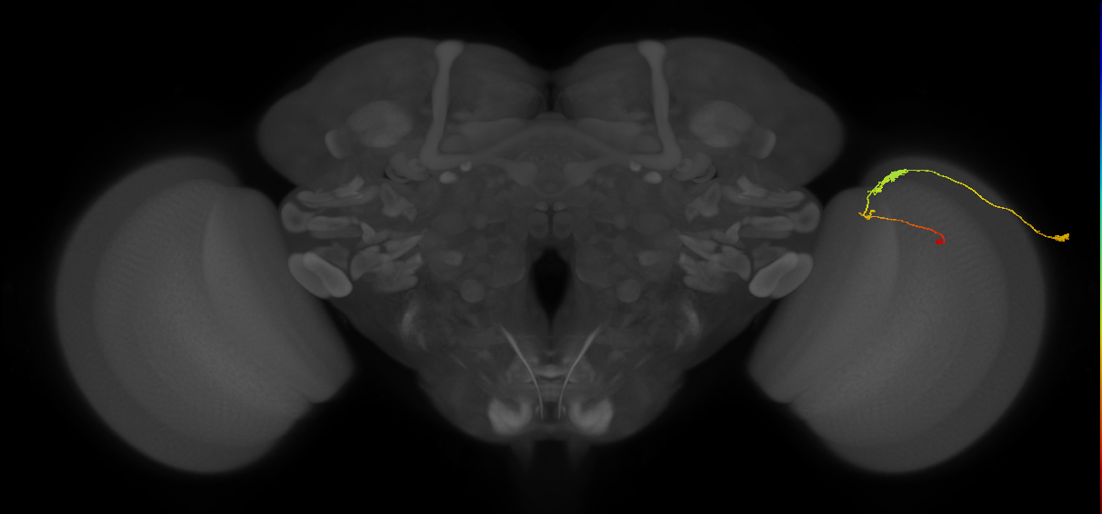 C3_R (JRC_OpticLobe:77310)