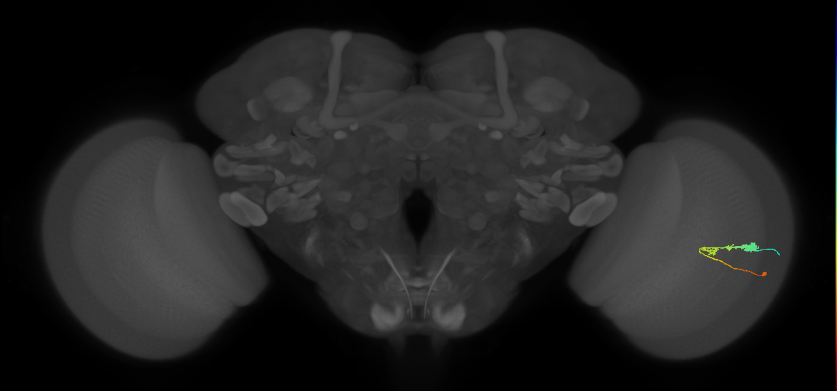 C3_R (JRC_OpticLobe:46978)