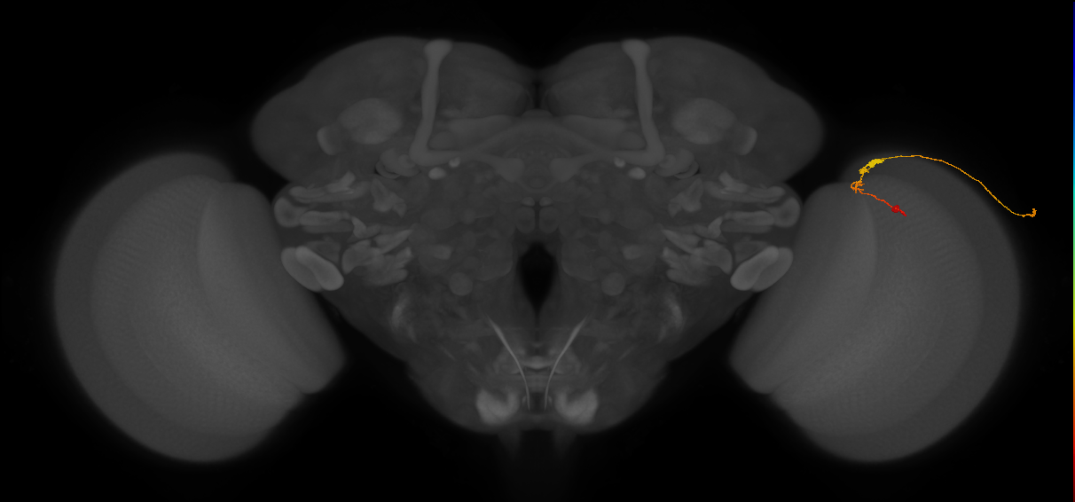 C3_R (JRC_OpticLobe:94159)